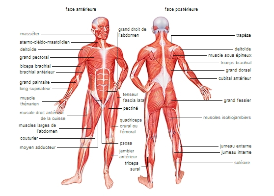 Muscles du corps judo